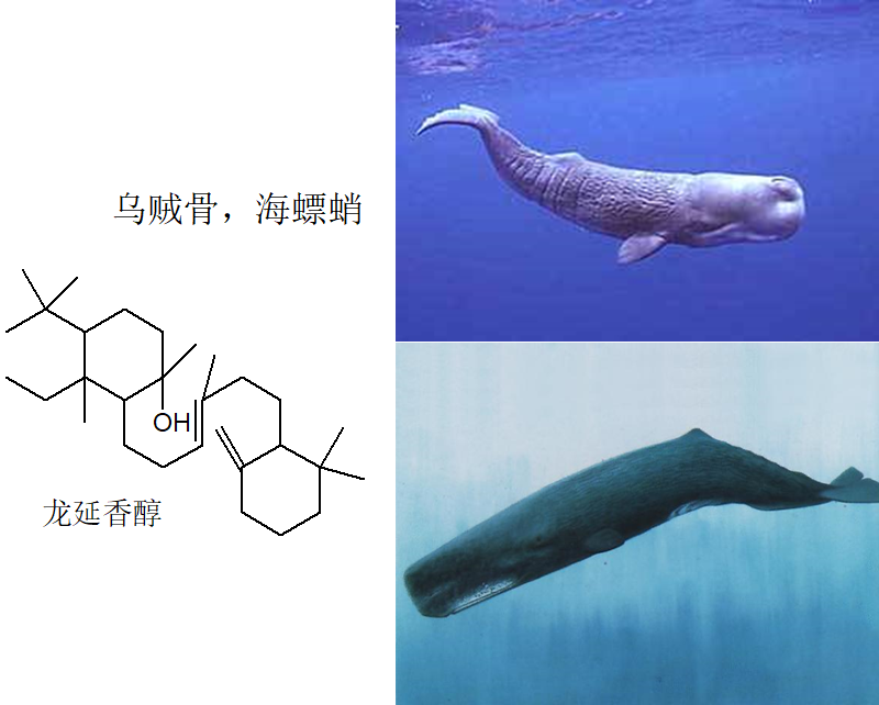极品网红诱惑一区在线 香精与香料(4)-天然香料