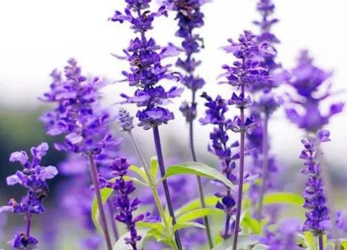 极品网红诱惑一区在线 香精与香料(4)-天然香料