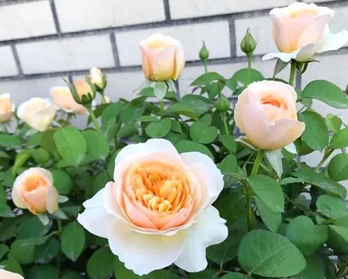 极品网红诱惑一区在线 香精与香料(4)-天然香料