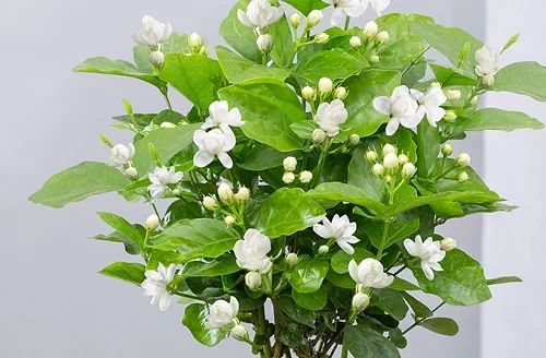 极品网红诱惑一区在线 香精与香料(4)-天然香料