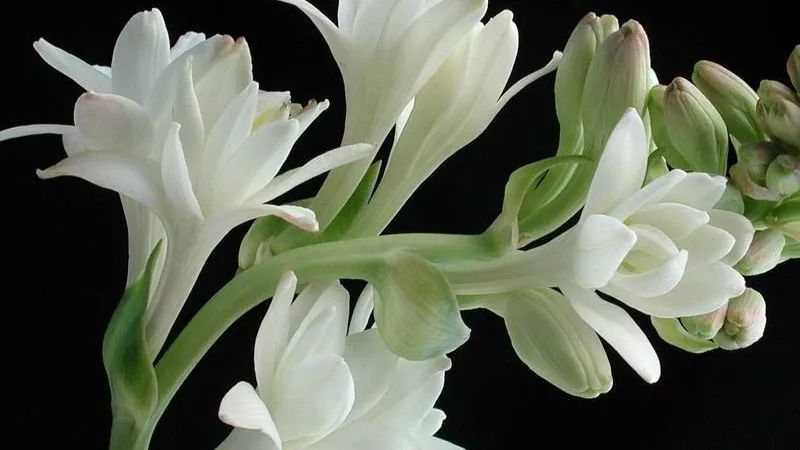 极品网红诱惑一区在线 香精与香料(4)-天然香料