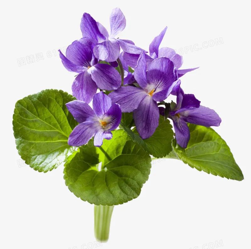 极品网红诱惑一区在线 香精与香料(4)-天然香料