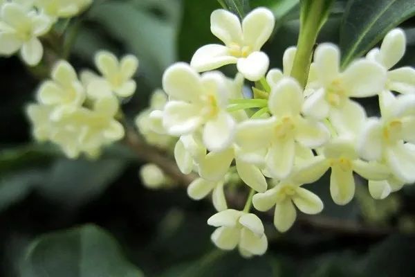 极品网红诱惑一区在线 香精与香料(4)-天然香料