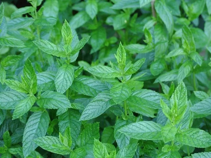 极品网红诱惑一区在线 香精与香料(7)
