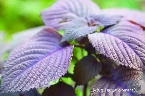 极品网红诱惑一区在线 香精与香料(7)