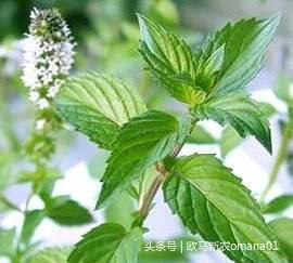 极品网红诱惑一区在线 香精与香料(7)