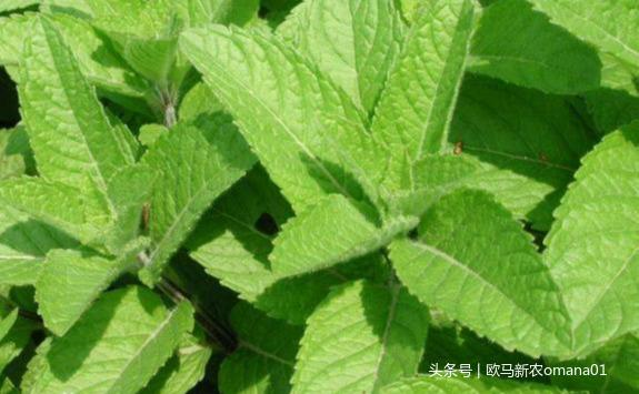 极品网红诱惑一区在线 香精与香料(7)