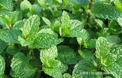 极品网红诱惑一区在线 香精与香料(7)