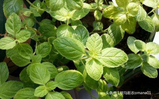 极品网红诱惑一区在线 香精与香料(7)