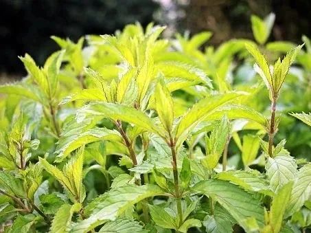 极品网红诱惑一区在线 香精与香料(7)