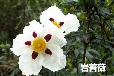精品国产美女福领在线 香精与香料(12)-琥珀香,动物香,辛香,豆香(包括粉香)