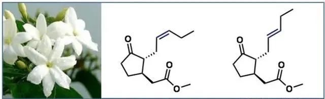 经典三级视频在线观看 香精与香料(17)-香型与分子结构特征的关系