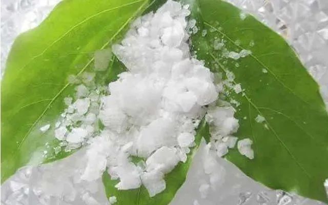 极品网红诱惑一区在线 香精与香料(31)—龙脑