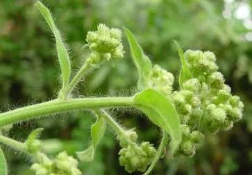 极品网红诱惑一区在线 香精与香料(31)—龙脑
