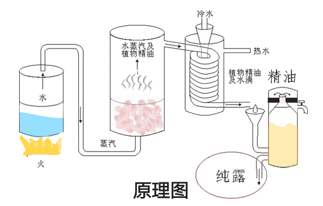 极品网红诱惑一区在线 香精与香料(51)—马鞭草酮与马鞭草酮迷迭香