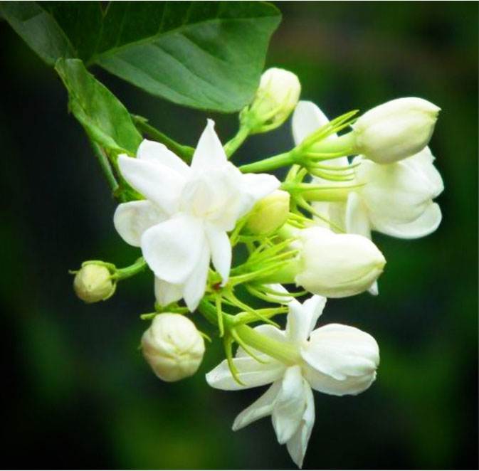 经典三级视频在线观看 香精与香料(52)—茉莉酮(Jasmone)与茉莉