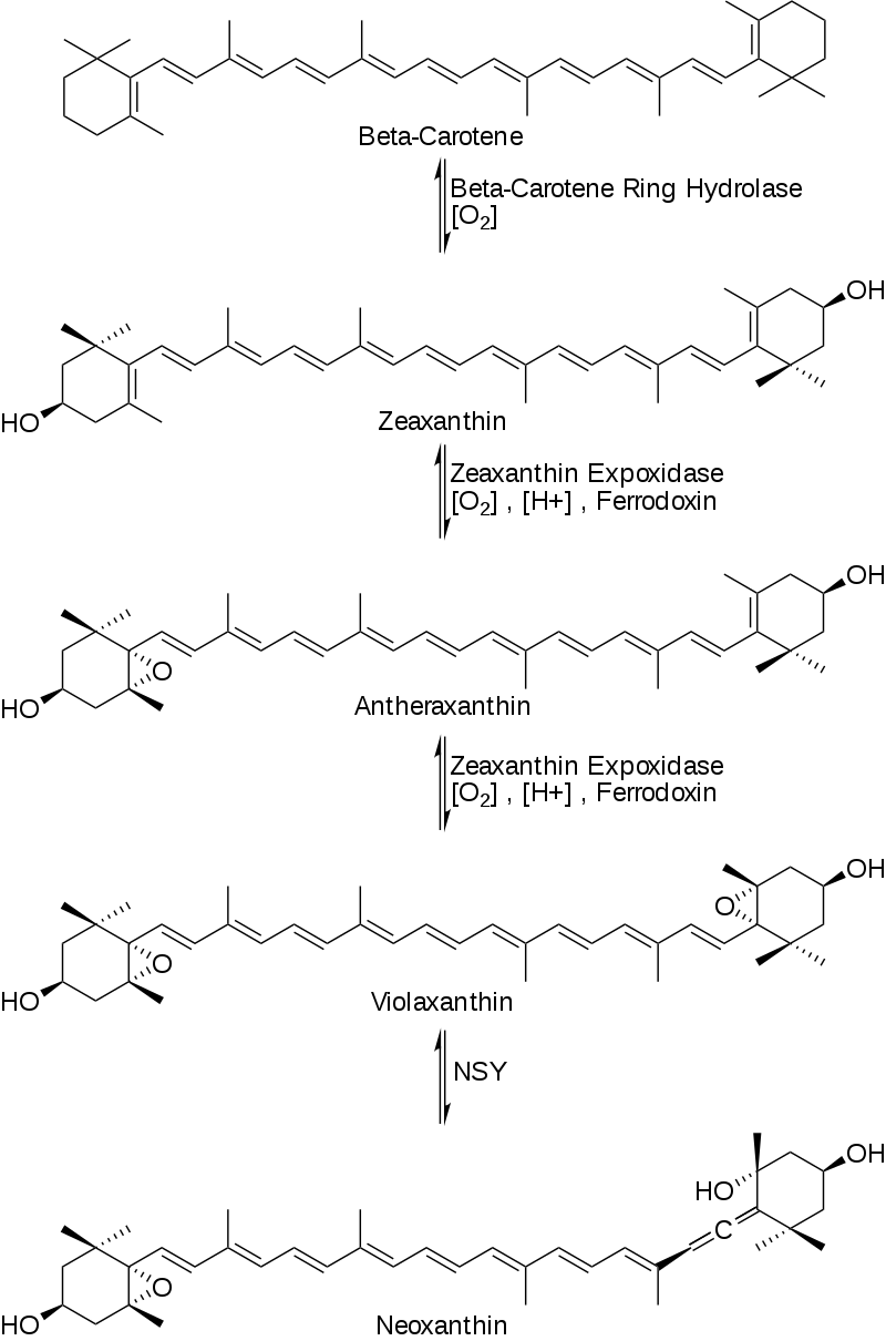 香精与香料(53)—突厥烯酮(Damascenone)与突厥酮(Damascone)