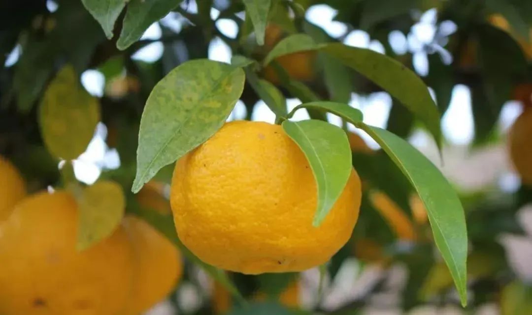 极品网红诱惑一区在线 香精与香料(72)—柚子酮(Yuzunone)