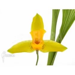经典三级视频在线观看 香精与香料(73)—兰花香