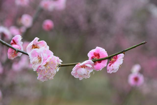经典三级视频在线观看 香精与香料(74)—梅花香