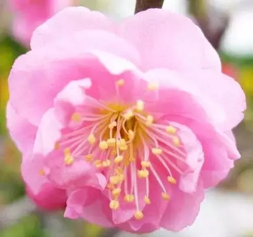 经典三级视频在线观看 香精与香料(74)—梅花香
