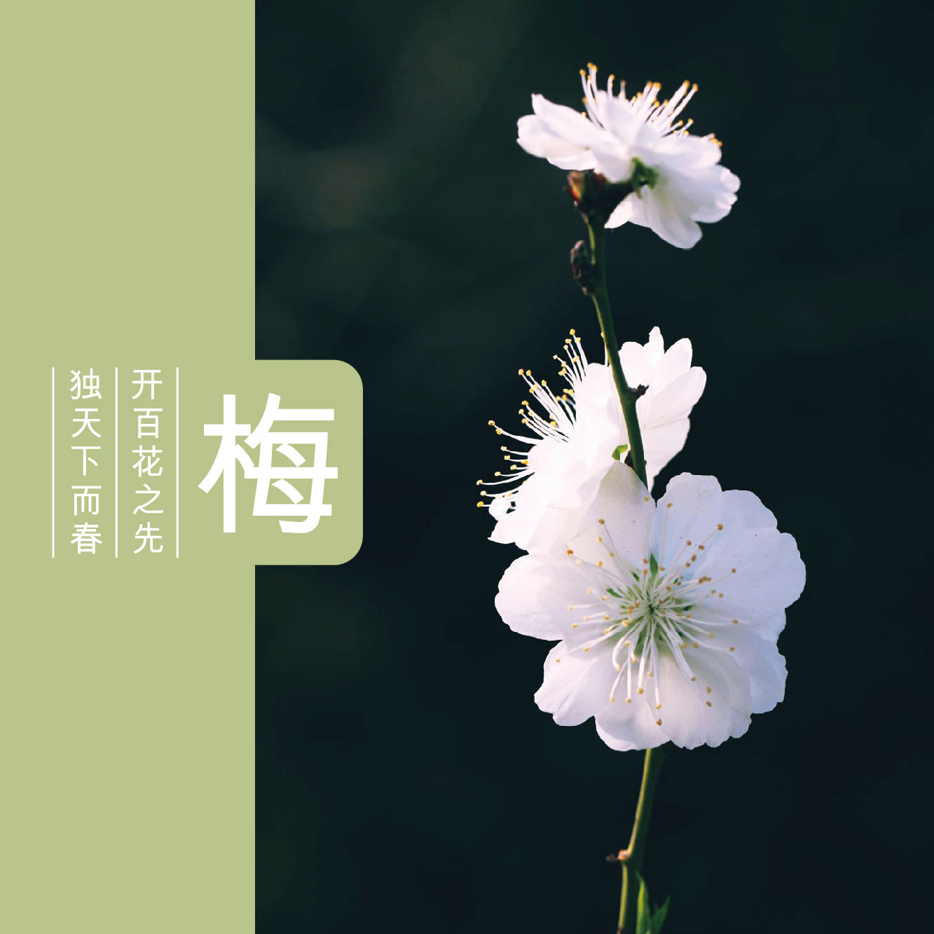 经典三级视频在线观看 香精与香料(74)—梅花香