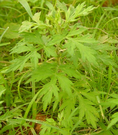 极品网红诱惑一区在线 香精与香料(75)—艾叶香