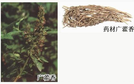 精品国产美女福领在线 香精与香料(76)—广藿香