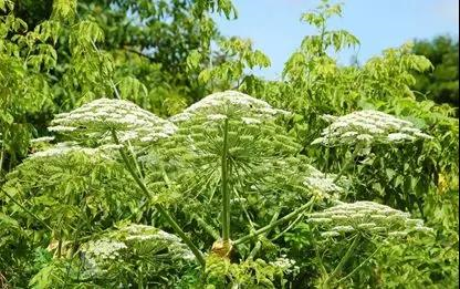 经典三级视频在线观看 香精与香料(78)—香白芷