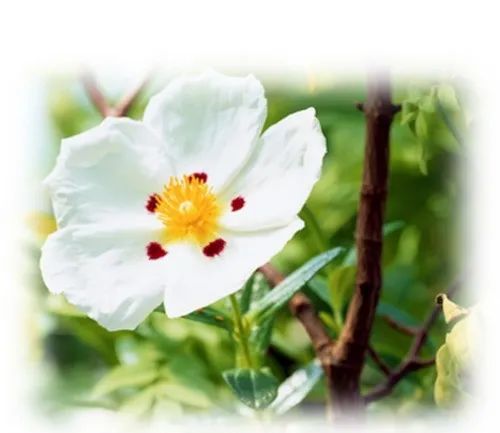 极品网红诱惑一区在线 香精与香料(79)—赖百当(Labdanum Oil)
