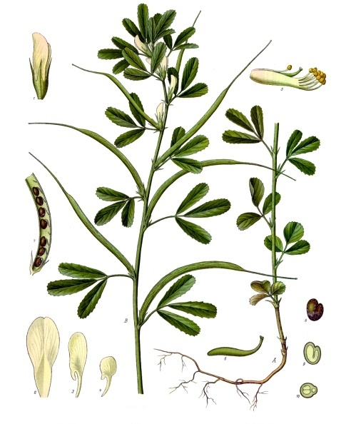 香精与香料(80)—葫芦巴浸膏(Fenugreek concrete)