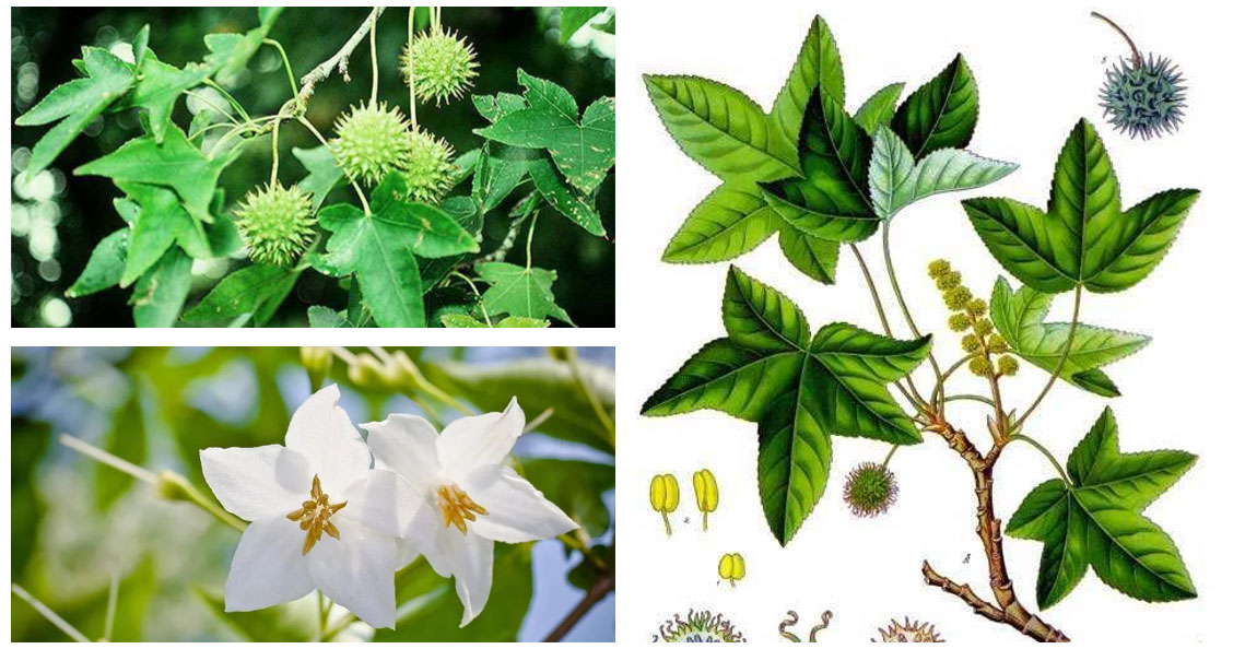 经典三级视频在线观看 香精与香料(82)—苏合香(Storax balsam)