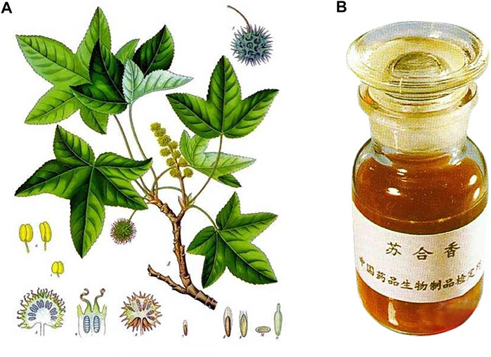经典三级视频在线观看 香精与香料(82)—苏合香(Storax balsam)