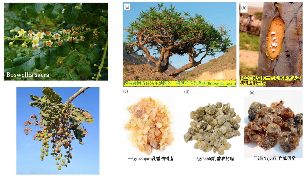 极品网红诱惑一区在线 香精与香料(83)—乳香(Frankincense)