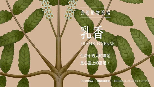 极品网红诱惑一区在线 香精与香料(83)—乳香(Frankincense)
