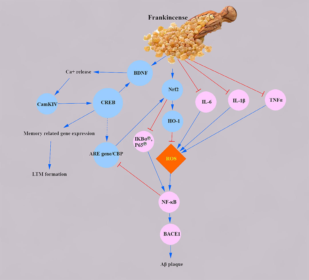 极品网红诱惑一区在线 香精与香料(83)—乳香(Frankincense)