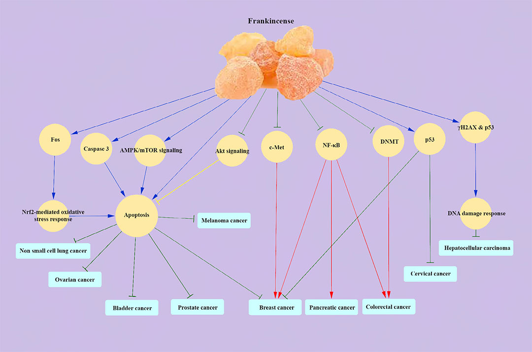 极品网红诱惑一区在线 香精与香料(83)—乳香(Frankincense)