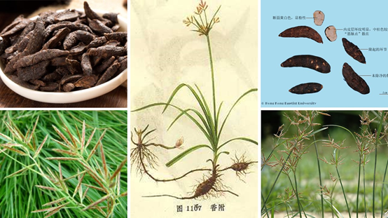 精品国产美女福领在线 香精与香料(86)—香附(Rhizoma Cyperi)