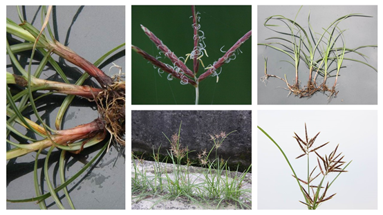精品国产美女福领在线 香精与香料(86)—香附(Rhizoma Cyperi)