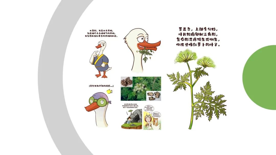 经典三级视频在线观看 香精与香料(87)—川芎