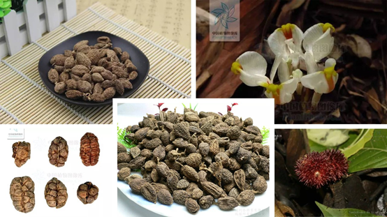 经典三级视频在线观看 香精与香料(88)—砂仁