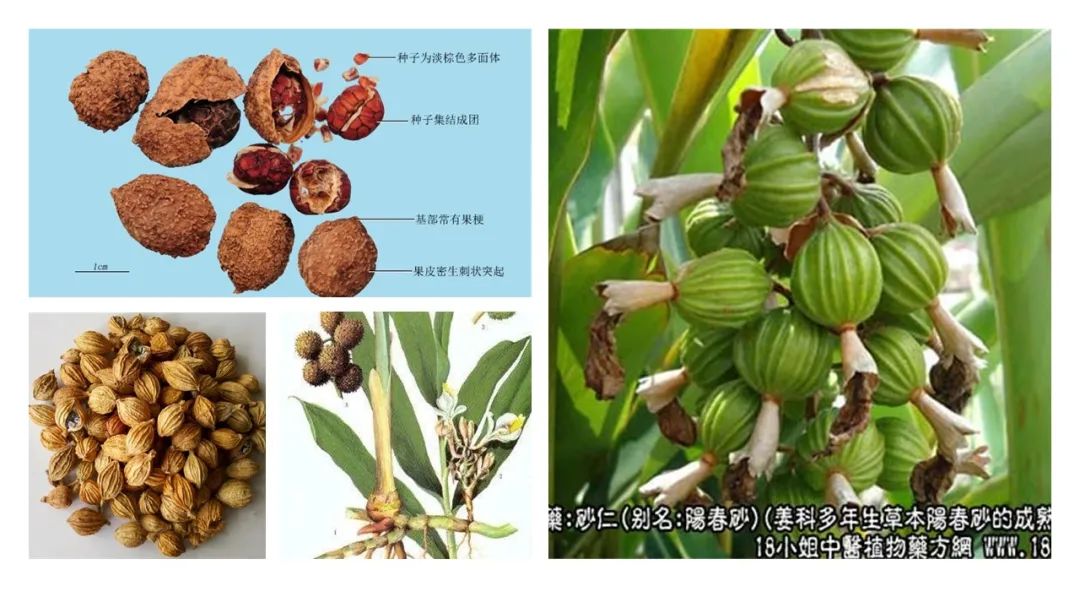 经典三级视频在线观看 香精与香料(88)—砂仁