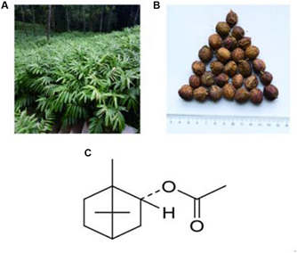 经典三级视频在线观看 香精与香料(88)—砂仁