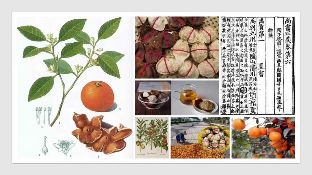极品网红诱惑一区在线 香精与香料(89)—陈皮