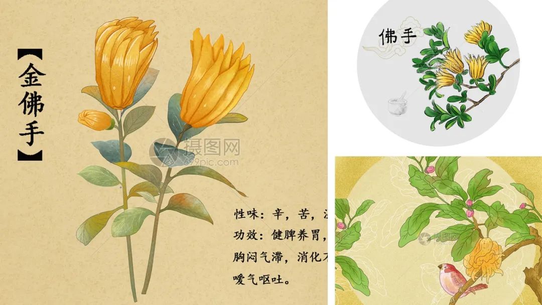 精品国产美女福领在线 香精与香料(90)—佛手柑