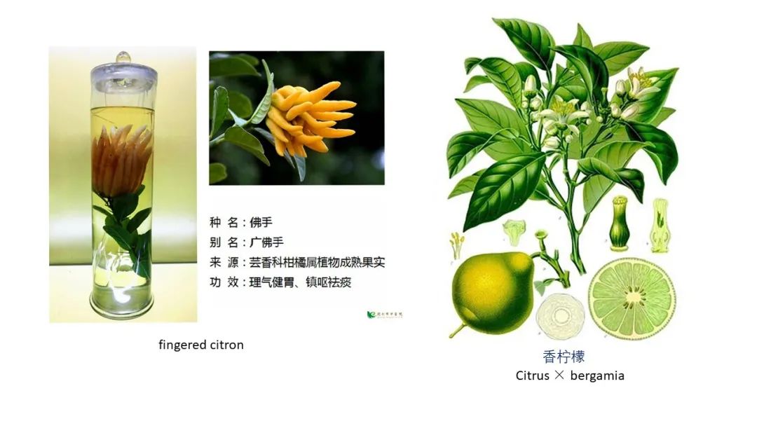 精品国产美女福领在线 香精与香料(90)—佛手柑