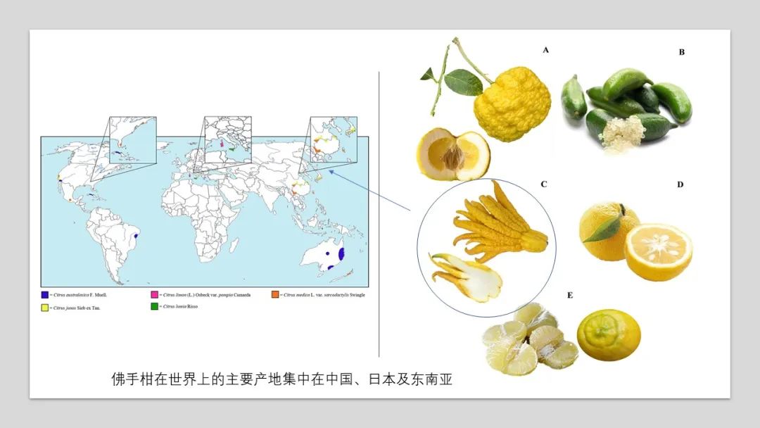 精品国产美女福领在线 香精与香料(90)—佛手柑