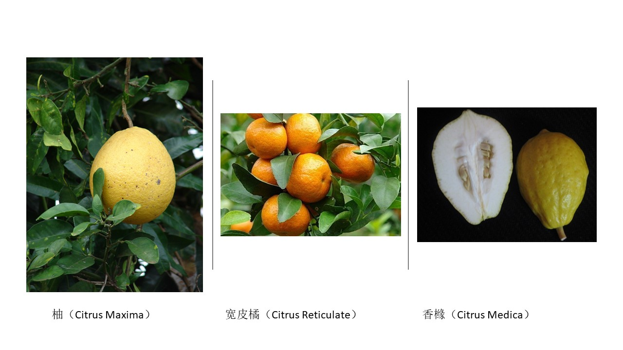 极品网红诱惑一区在线 香精与香料(91)—香橼