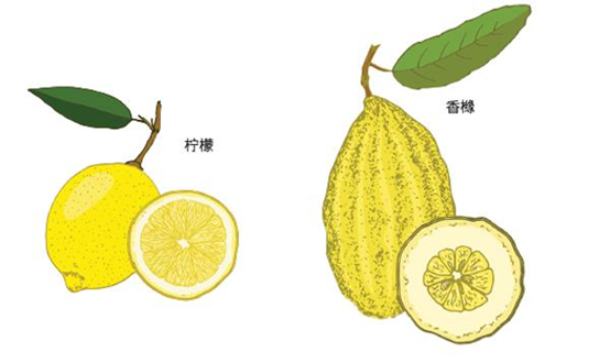 极品网红诱惑一区在线 香精与香料(91)—香橼