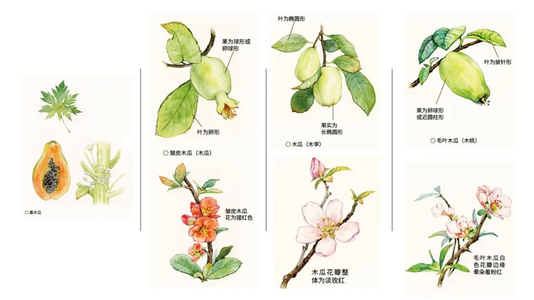 经典三级视频在线观看 香精与香料(92)—榠楂